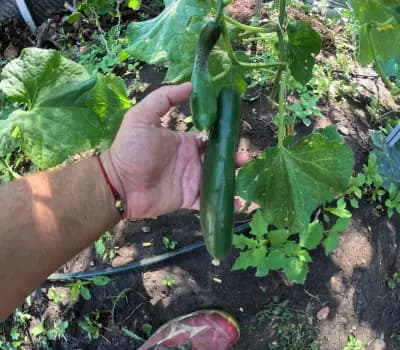 Пишмански зеленчуци