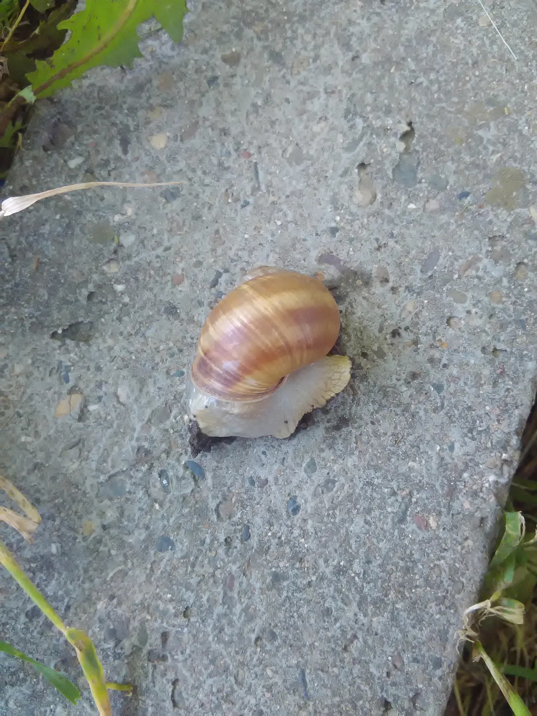 Петрол Кнежа