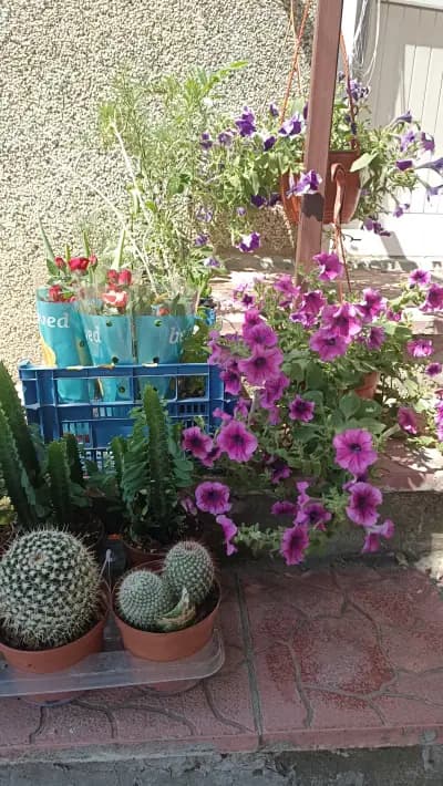 Цветарница Панкови - цветя - flowers - flori -цветы