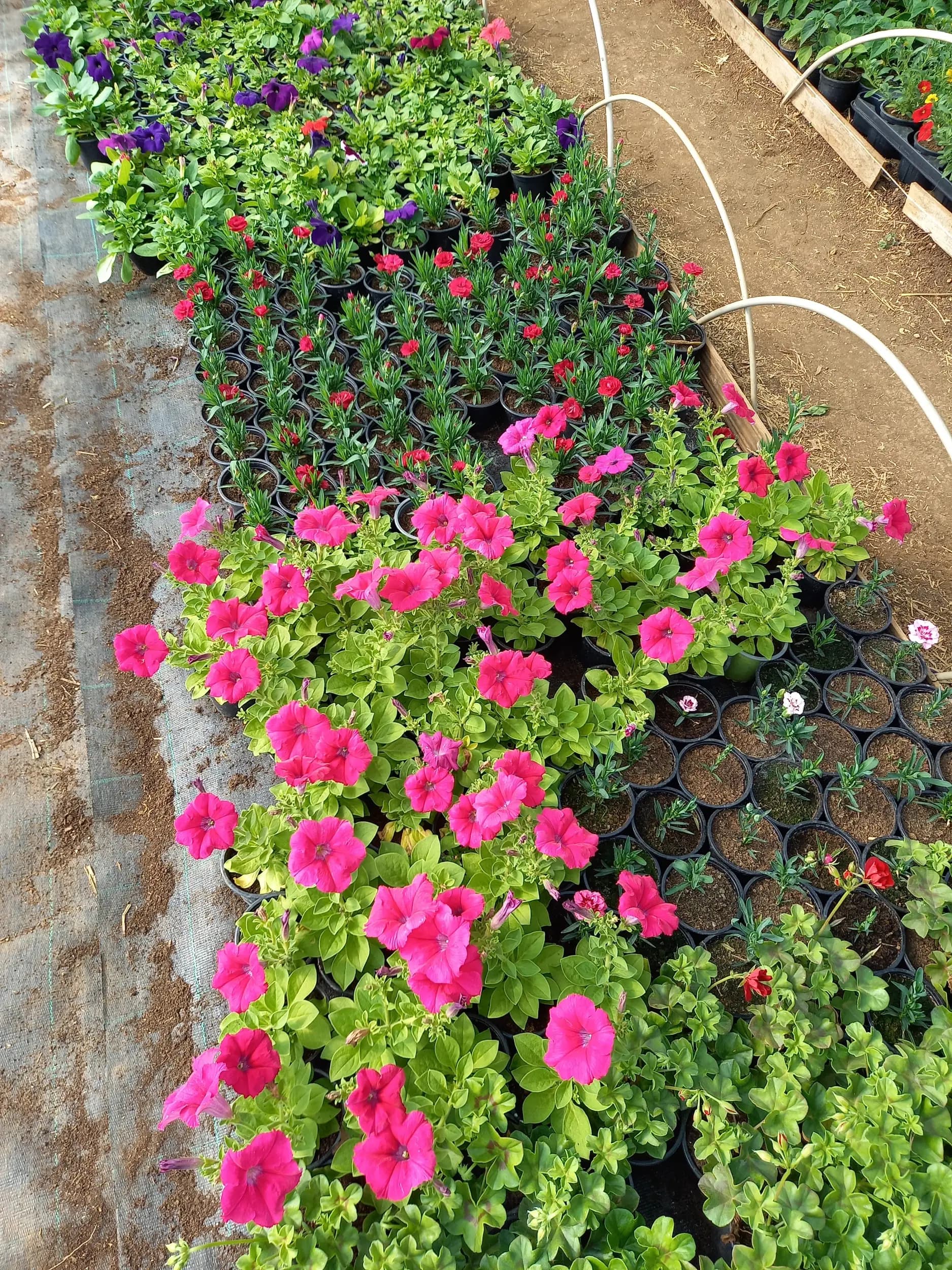 Цветарница Панкови - цветя - flowers - flori -цветы