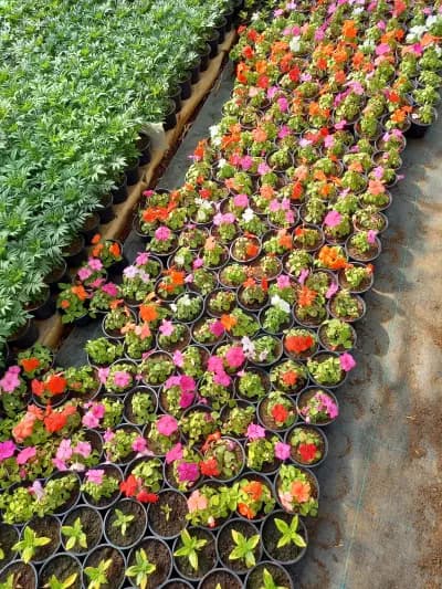 Цветарница Панкови - цветя - flowers - flori -цветы