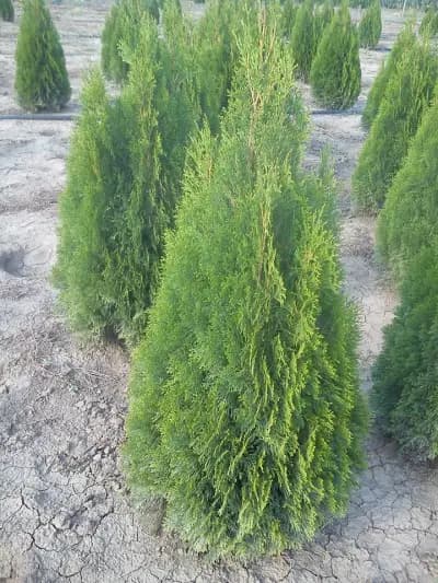 Кметство Недан