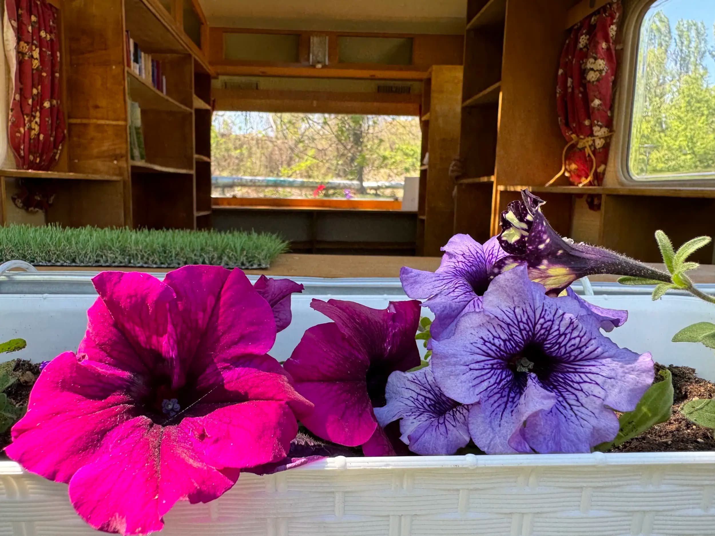 Библиотека под дърветата