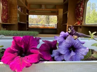 Библиотека под дърветата