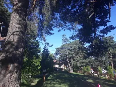 Вили "Алпин"