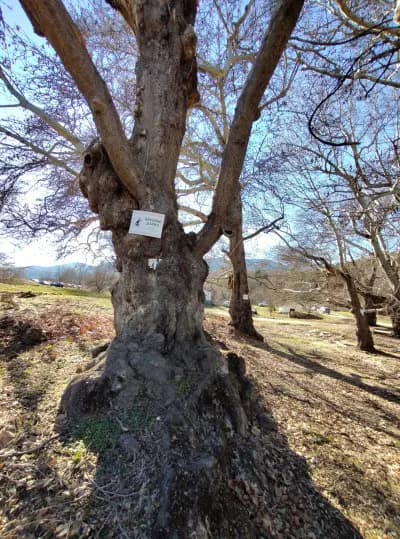 Конна База Пегасус