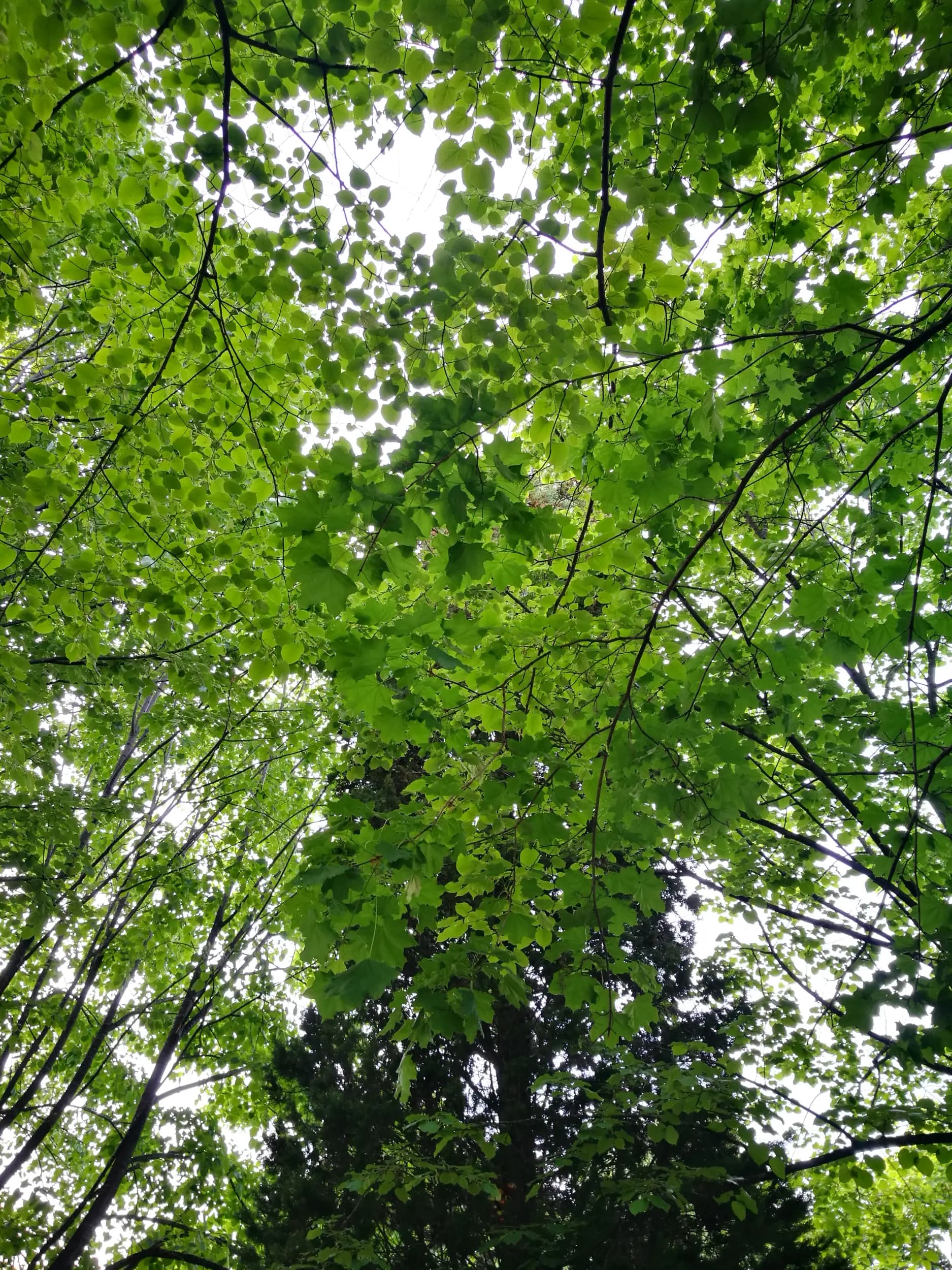 Park with a playground
