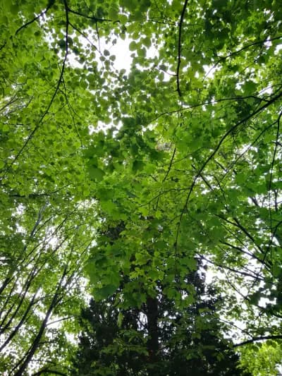 Park with a playground