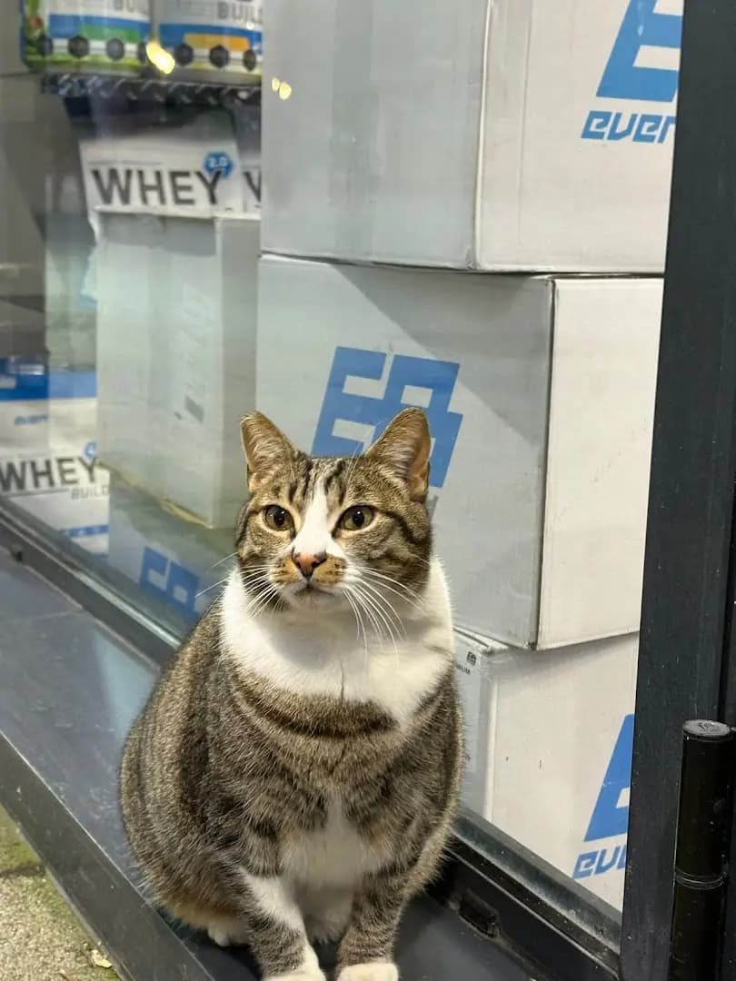Friendly Chonk