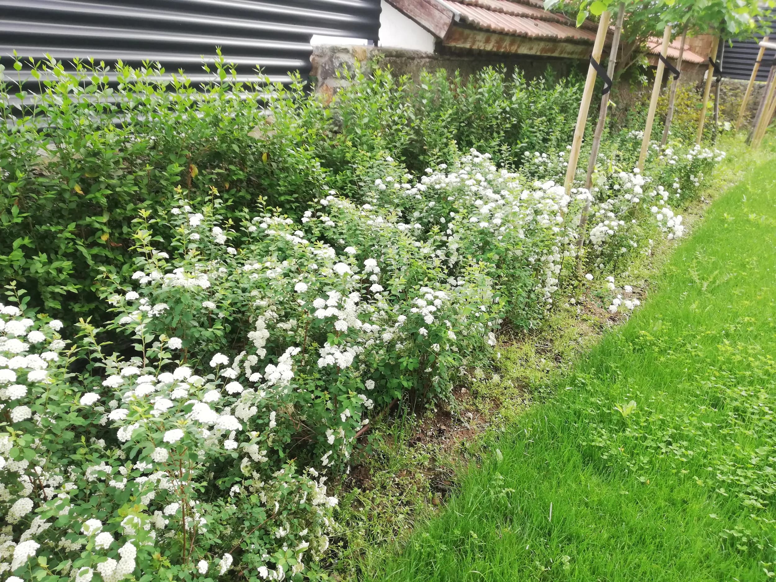 Озеленяване - Грийн Хироус ЕООД