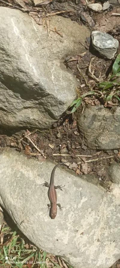 Водопад скокът