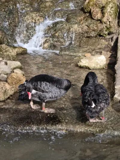 Радомирски Водопад "Бучалото"