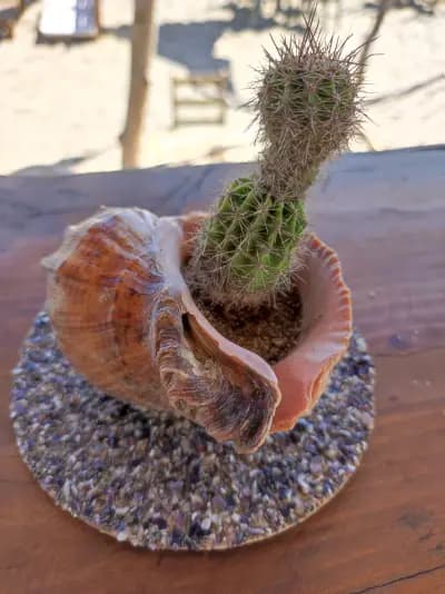 Плаж бар Китенска река