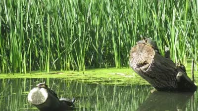 Батова река