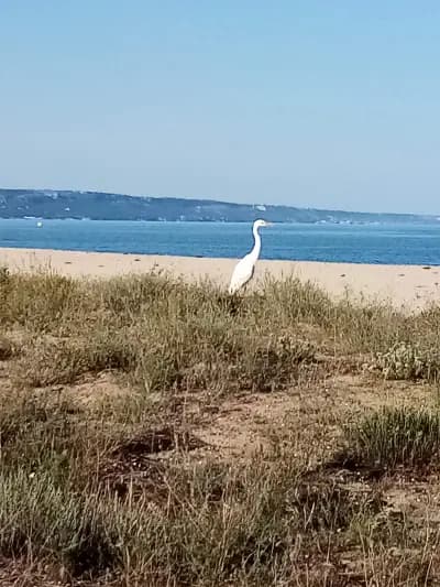 Батова река