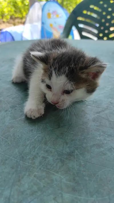 Icecream rolls and bubble waffles