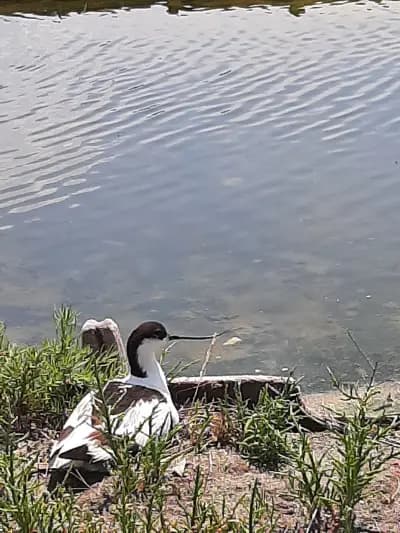 Слънце и море / Sun and Sea