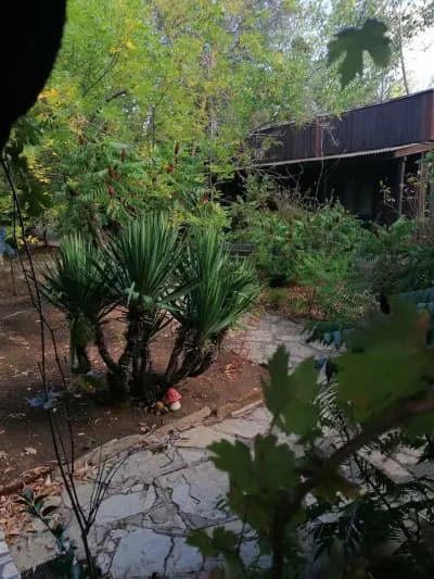 Бунгала Македонка