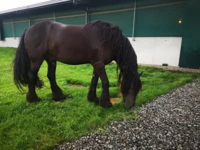 Pali Lula Dairy Farm