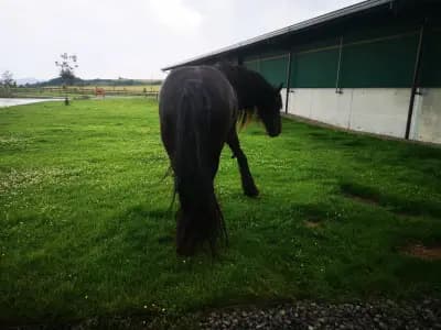 Pali Lula Dairy Farm