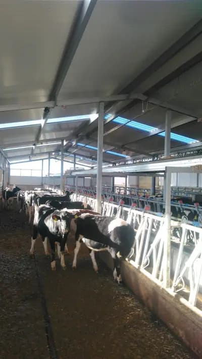 Pali Lula Dairy Farm