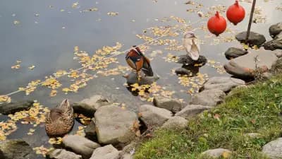 Езеро Парк Рила