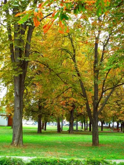 Парк „Огоста“