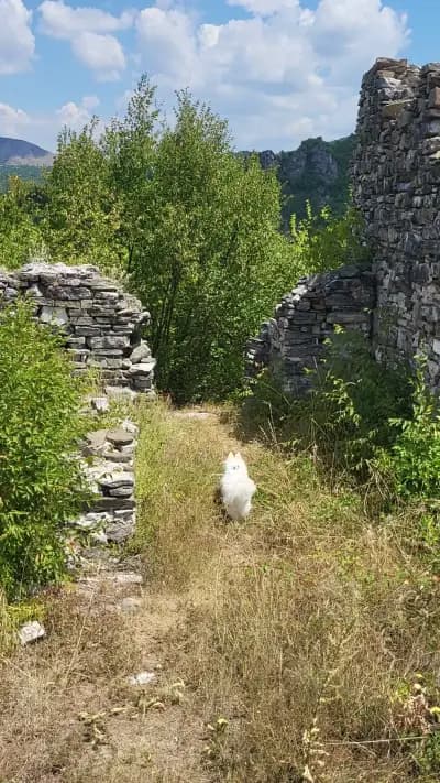 Крепост „Кривус“