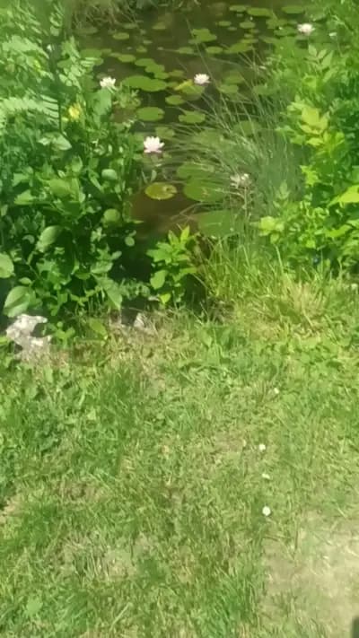 Парк „Горубсо“