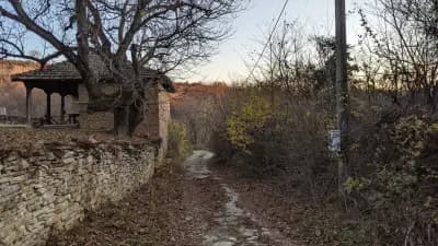 Дървото на Асеневци