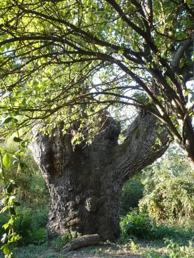 Дървото на Асеневци