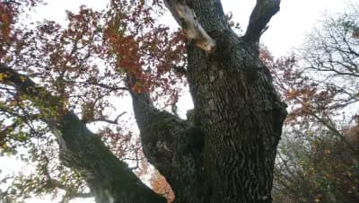 Дървото на Асеневци