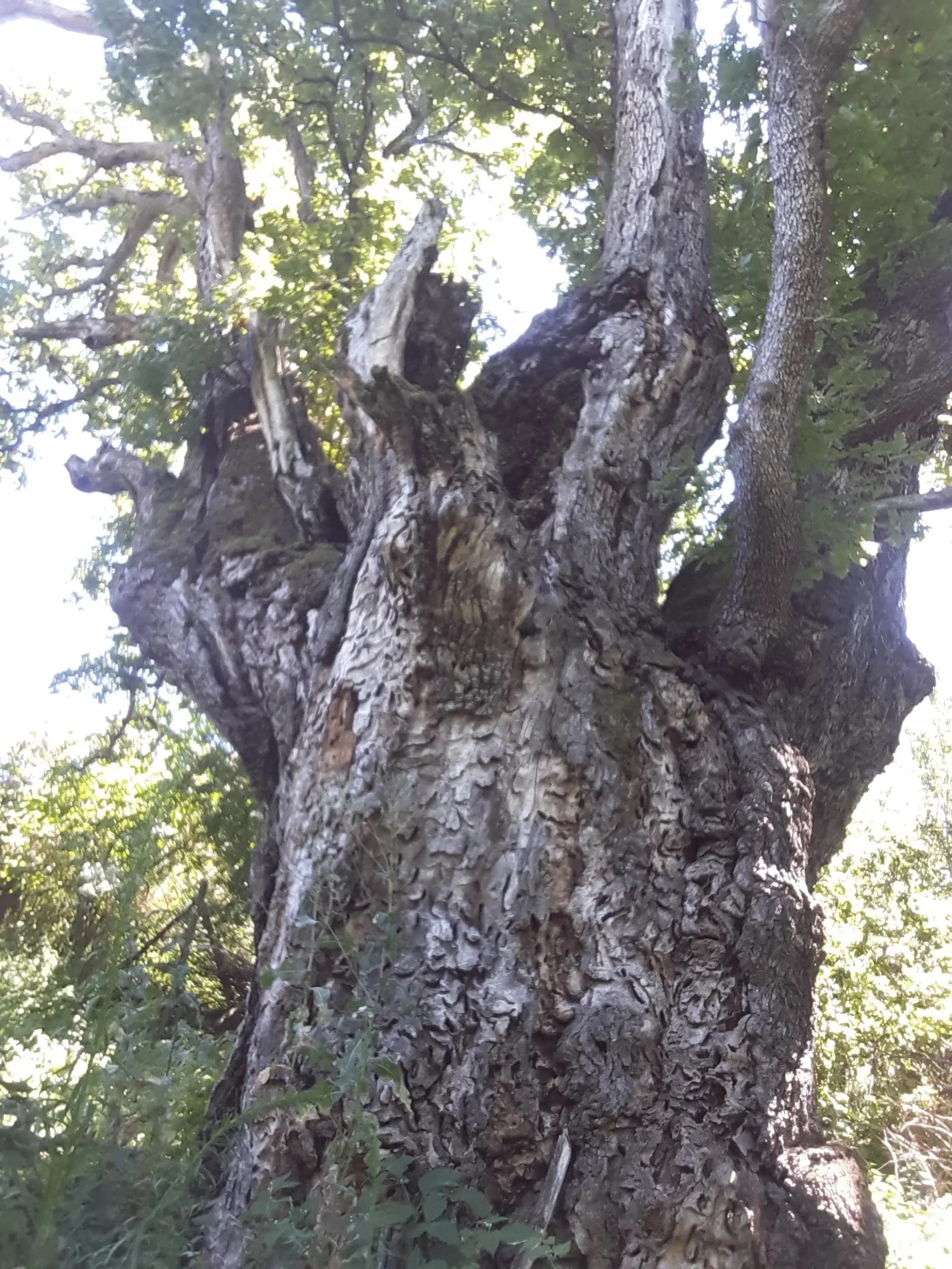 Дървото на Асеневци