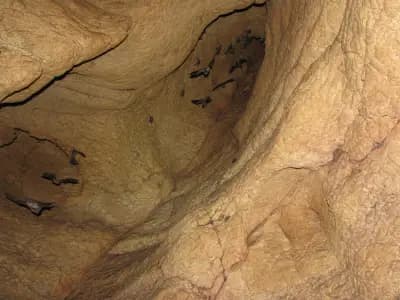 пещера "Башовишки печ"