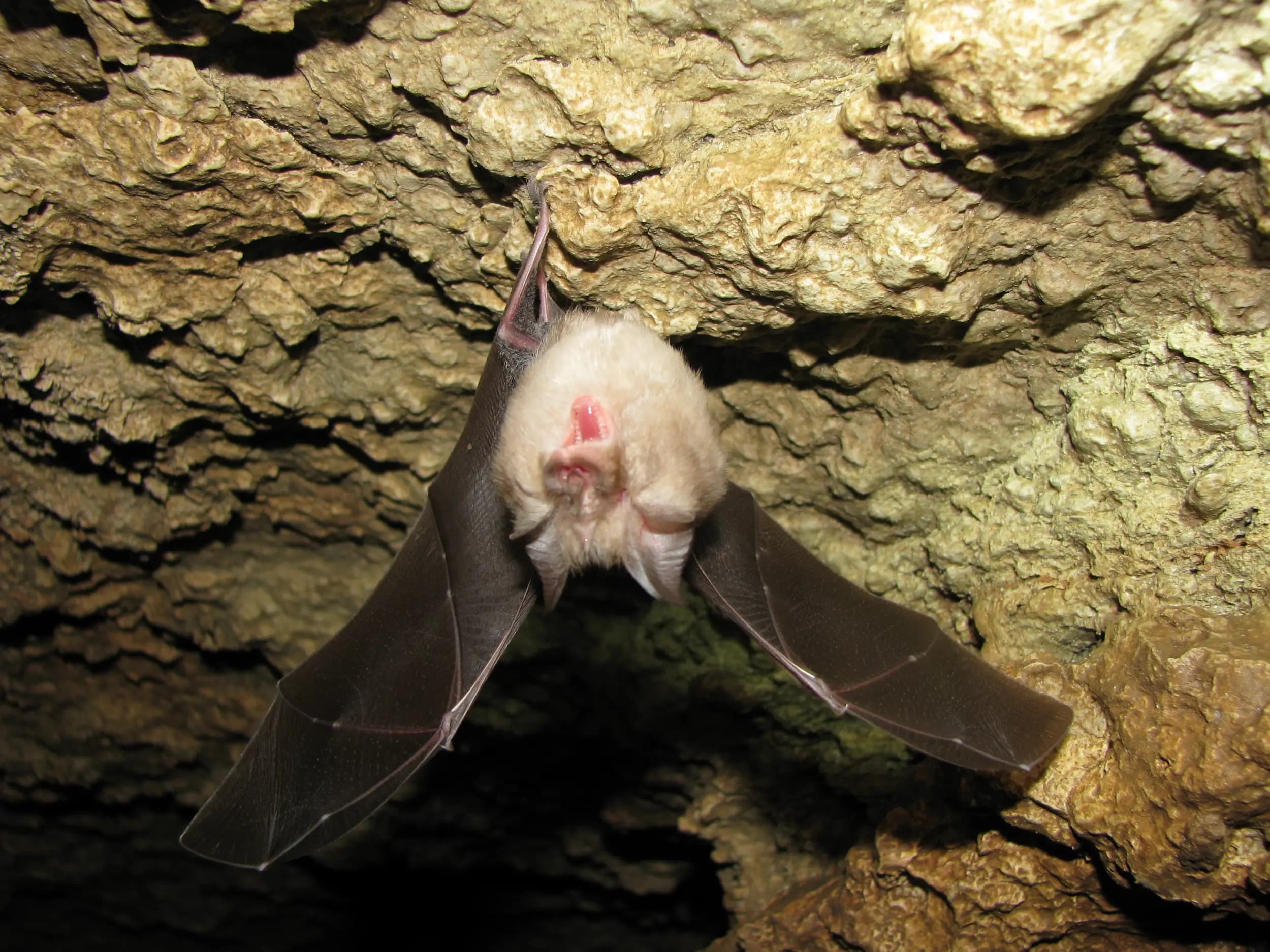 пещера "Башовишки печ"