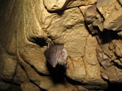 пещера "Башовишки печ"