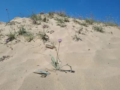 Wild sand dunes Sunny Beach
