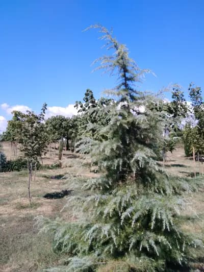 Парк Борисова градина - Галата