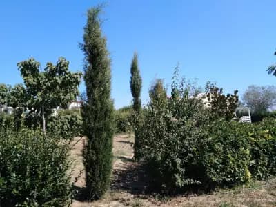 Парк Борисова градина - Галата