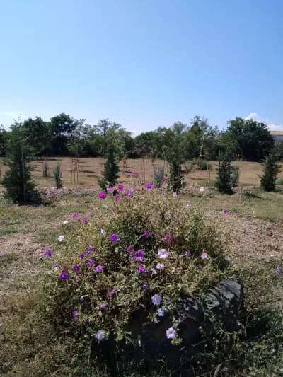 Парк Борисова градина - Галата