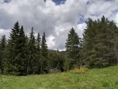 Ливада Бачия