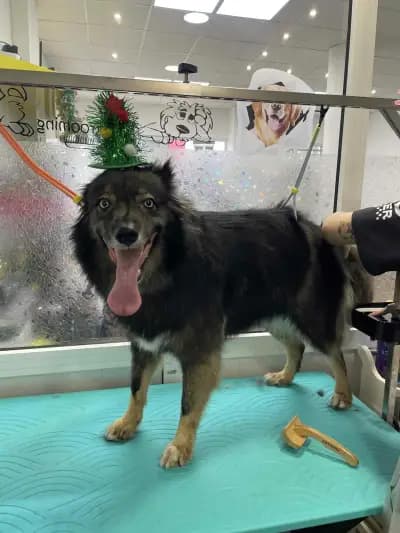 Щастливи Лапи