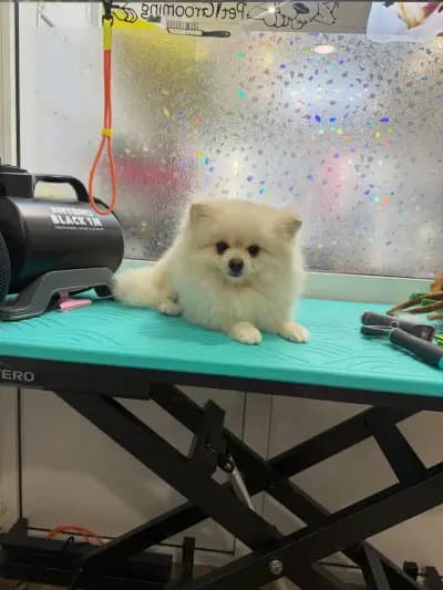 Щастливи Лапи