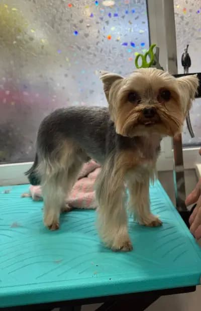 Щастливи Лапи