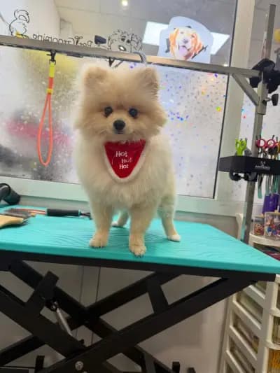 Щастливи Лапи