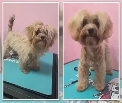 G&M Grooming studio