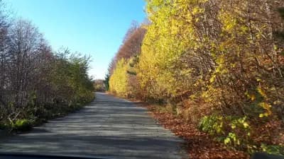 Хотел Три буки