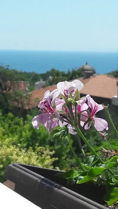 Villa Velena