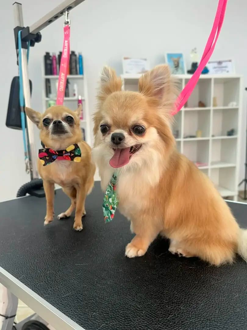 Grooming studio Oasis Lozenets