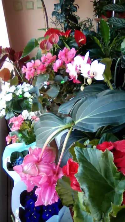 Цветарницата на Катя/ Katya's Flower Shop